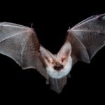 Top 15 Most Dangerous Animals in the World