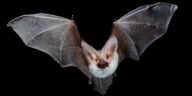 Top 15 Most Dangerous Animals in the World