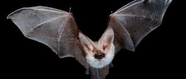 Top 15 Most Dangerous Animals in the World