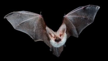 Top 15 Most Dangerous Animals in the World