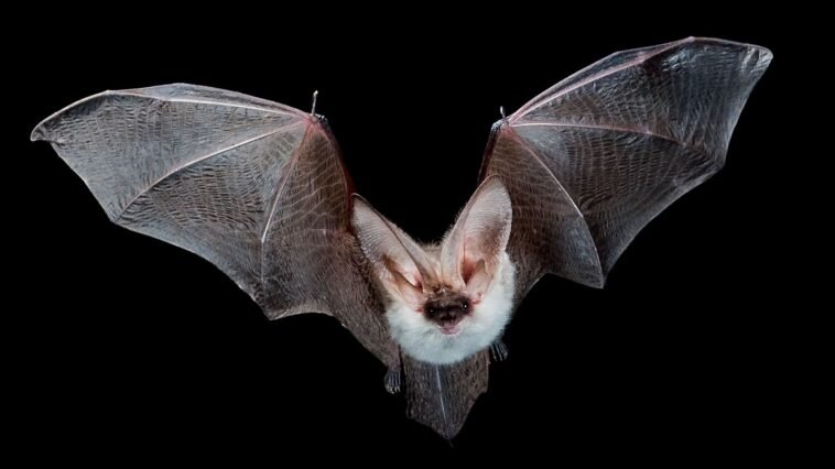 Top 15 Most Dangerous Animals in the World