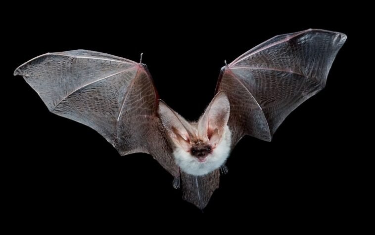 Top 15 Most Dangerous Animals in the World