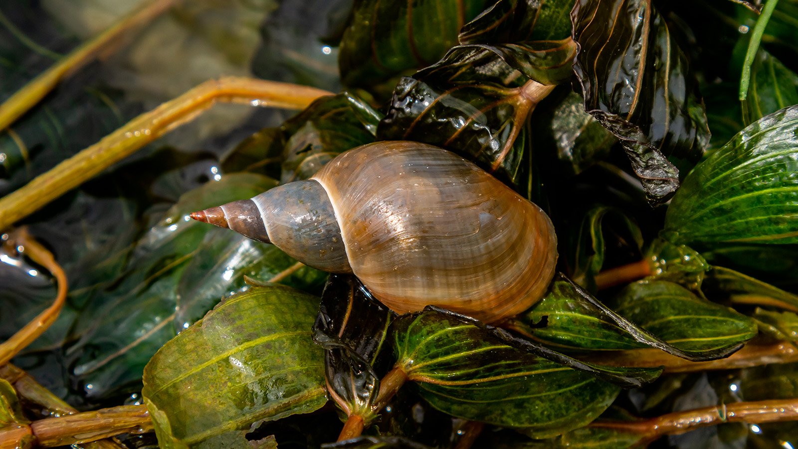 Freshwater Snail