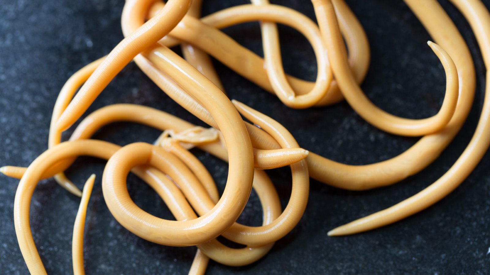 Ascaris Roundworm