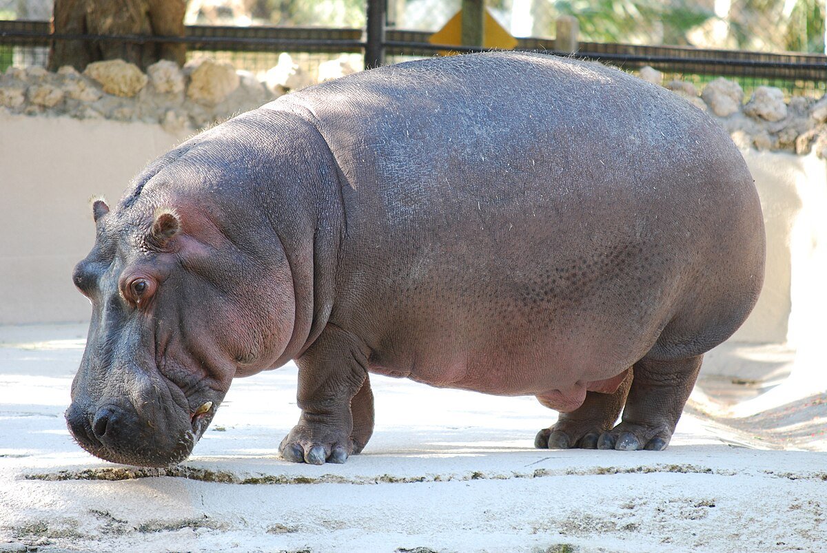 Hippopotamus