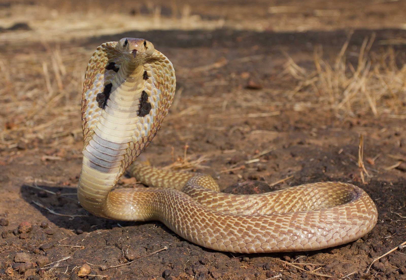 Indian Cobra