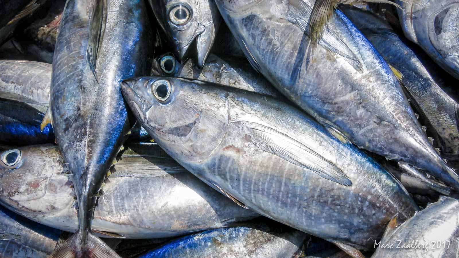 Tuna (and Other Large Fish)