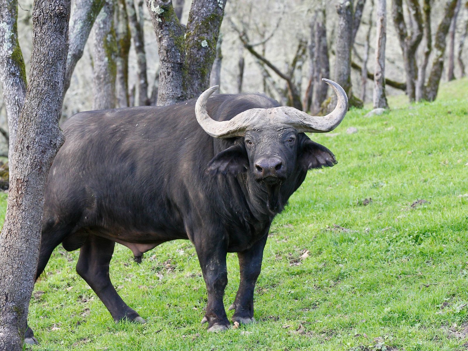 Cape Buffalo