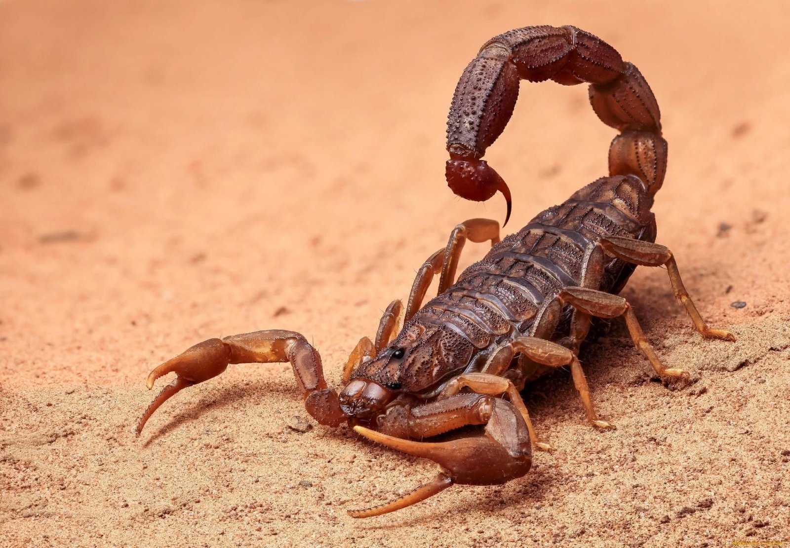 Scorpion