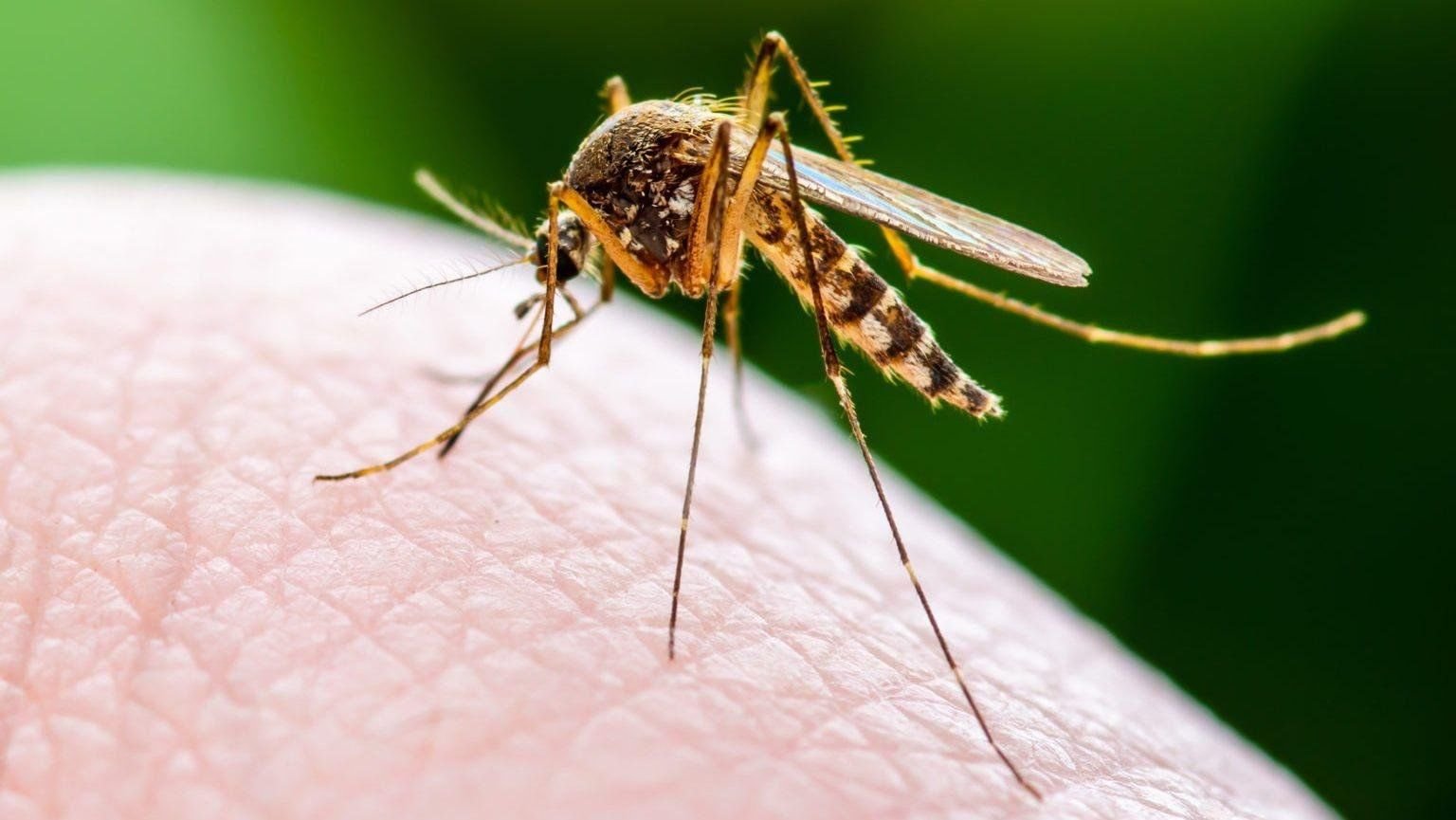 Mosquito
