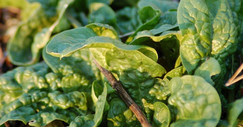 Spinach (Nitrates and Oxalates)
