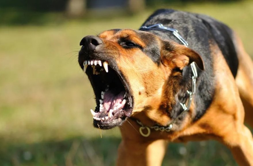 Dog (via Rabies)