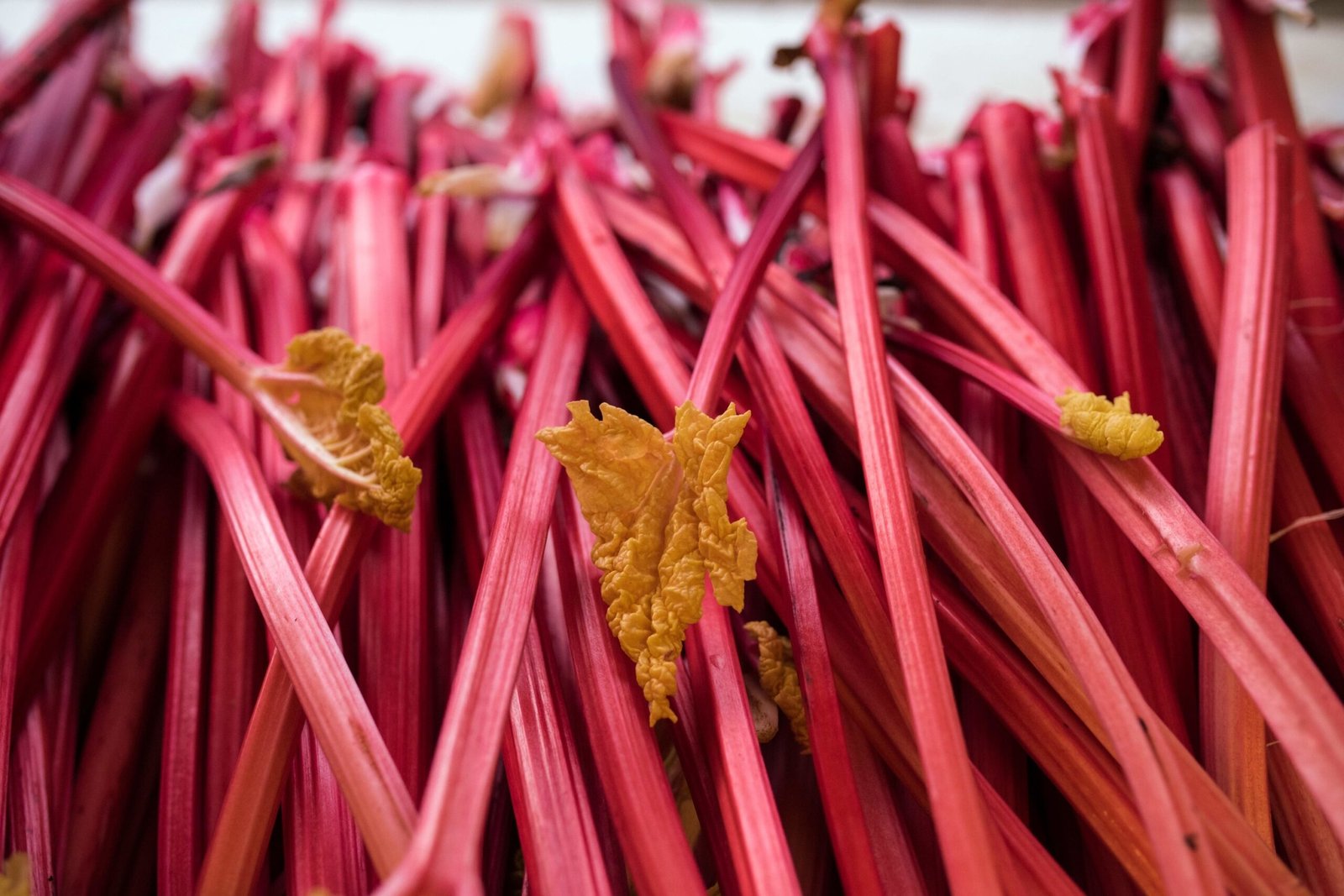 Rhubarb Leaves