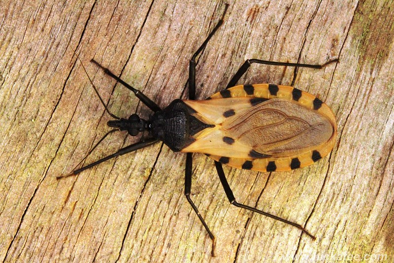 Assassin Bug (Kissing Bug)